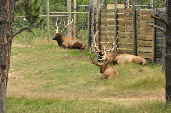 Veados descansam no Bear Park, em Rapid City, região das Black Hills, em South Dakota, nos Estados Unidos